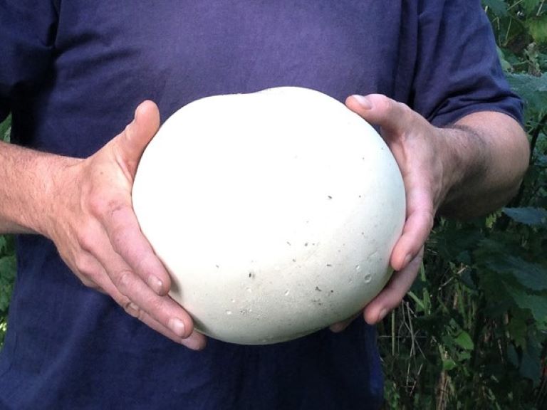 The Puffballs