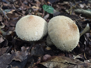 Puffballs 300x225