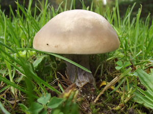Field Blewit 300x225
