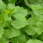 Surrey, Banstead Autumn Foraging Course