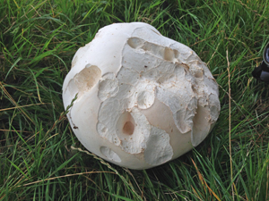Giant Puffball 300x225