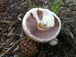 Agaricus Mushroom