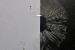 Spore Print