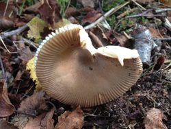 Bare Tooth Russula