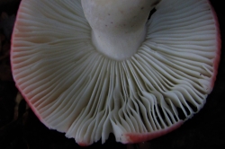 Gills