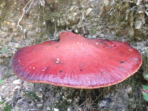 Beefsteak Fungus, Fistulina hepatica