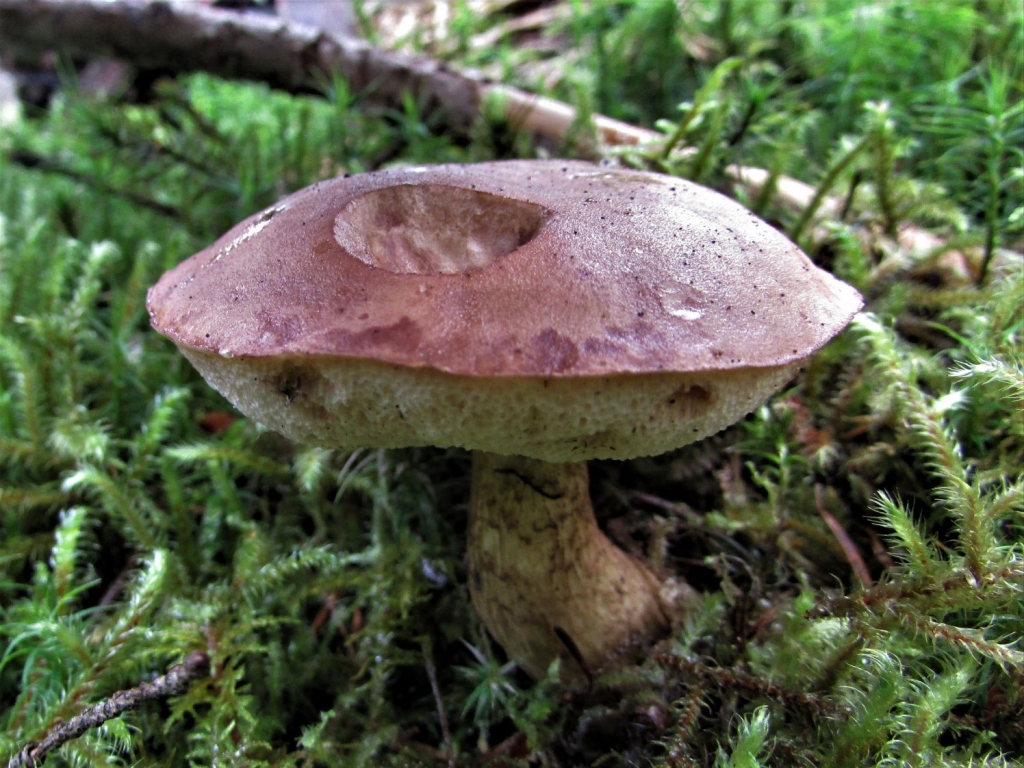 Bitter Bolete