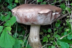 Bitter Bolete