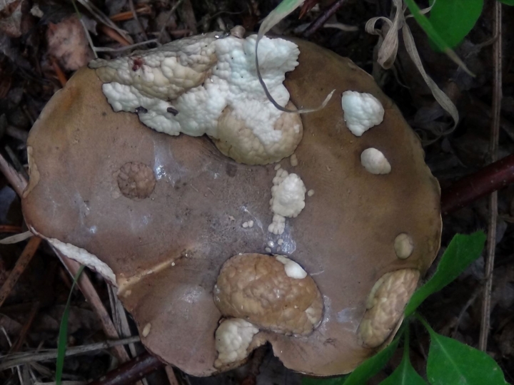 Bitter Bolete