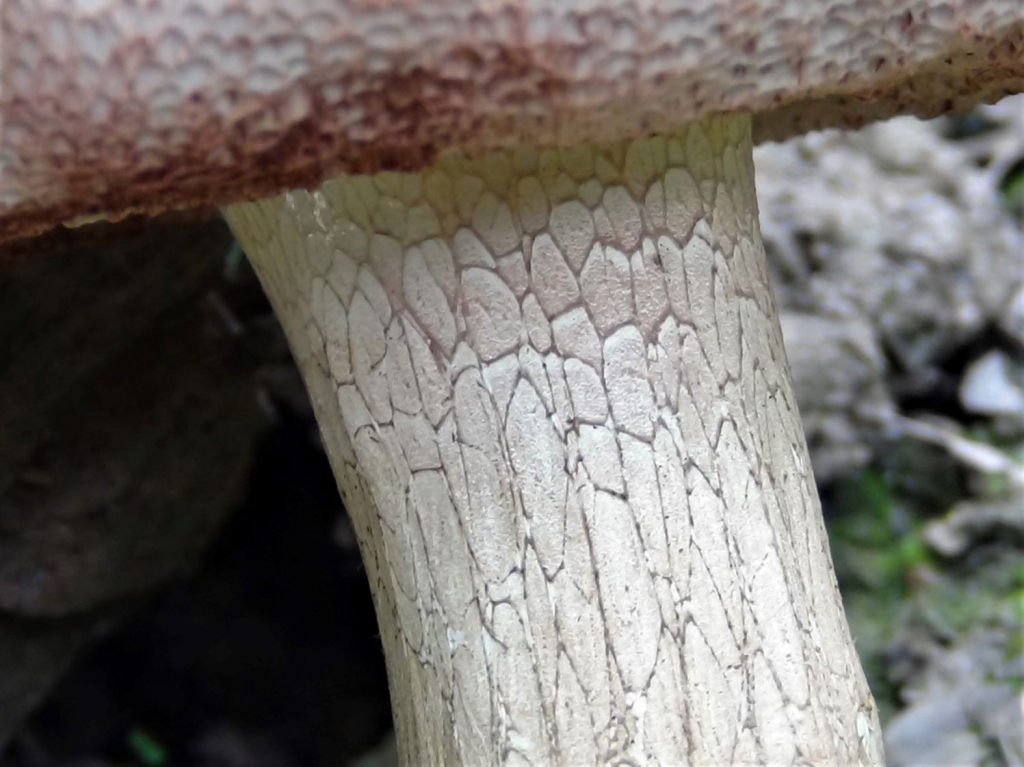 Bitter Bolete