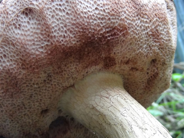 Bitter Bolete