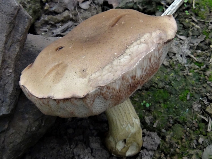 Bitter Bolete