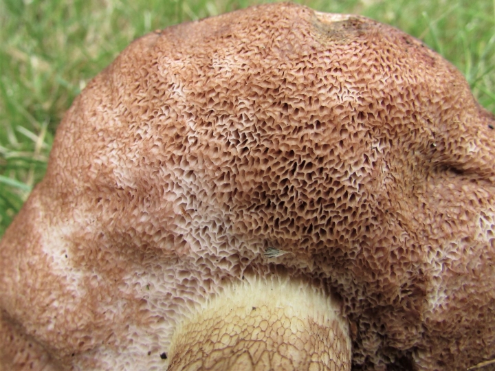 Bitter Bolete