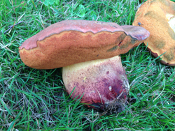 Blueing Bolete