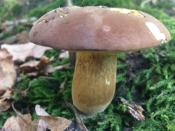 Boletus rubella