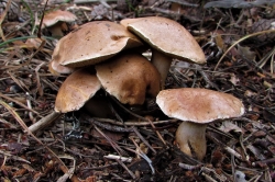 Bovine Bolete