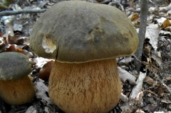 Bronze Bolete