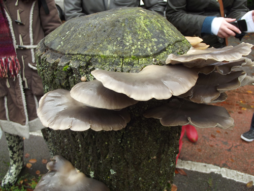 Oyster Mushrooms