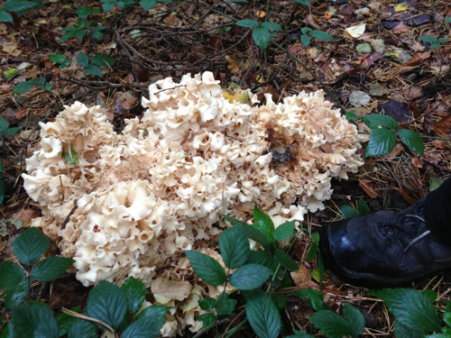 Cauliflower Fungus, Sprassis Crispa