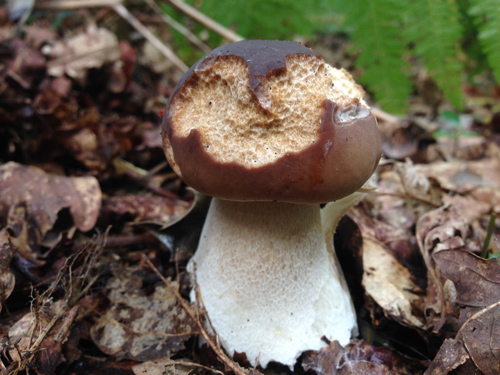 Penny Bun, Cep, Porcini, Boletus edulus