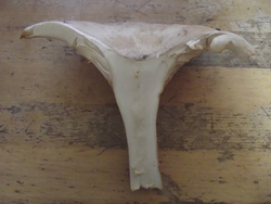 The Trooping Funnel, Clitocybe geotropa