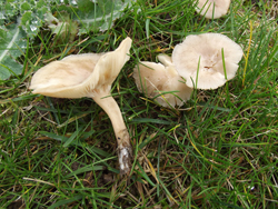Clitocybe rivulosa, Deadly Poisonous