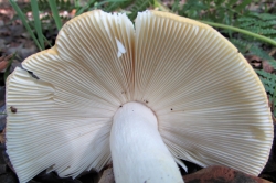 Gills