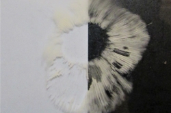 Spore Print