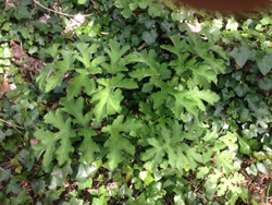 Common Hogweed Leaves