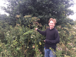 Common Hogweed Size