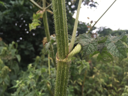 Common Hogweed Stem