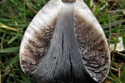 Gills