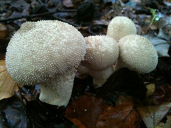 Common Puffball, Lycoperdon perlatum