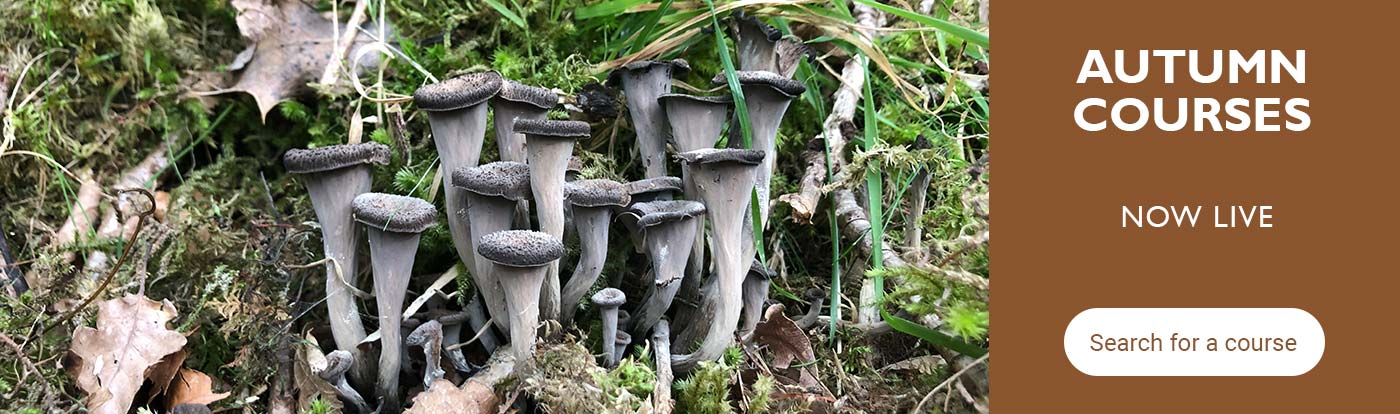 Autumn Courses no live