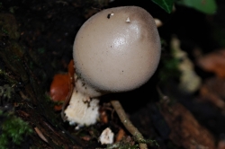 Fruiting Body