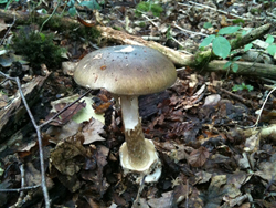 Death Cap, Amanita phalloides, note the sack like volva at the base.