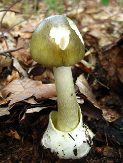 Death Cap, Amanita phalloides, photo by Ditte Bandini