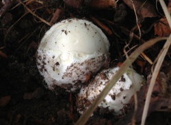Death Cap Eggs, Amanita phalloides (deadly Poisonous)