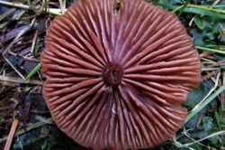 Gills