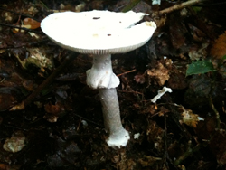 Destroying Angel, Amanita virosa