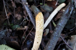 Dog Stinkhorn