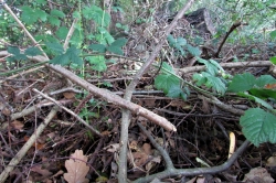 Habitat