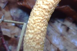 Stem