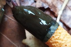 Fruiting Body