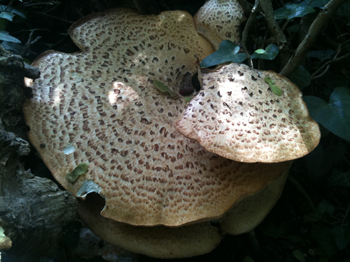 Dryads Saddle, Polyporus squamosus