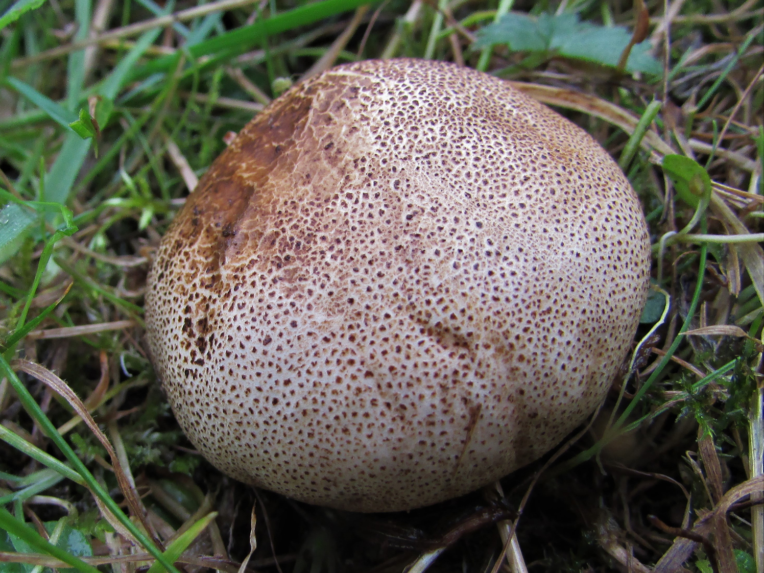 Common Earthball