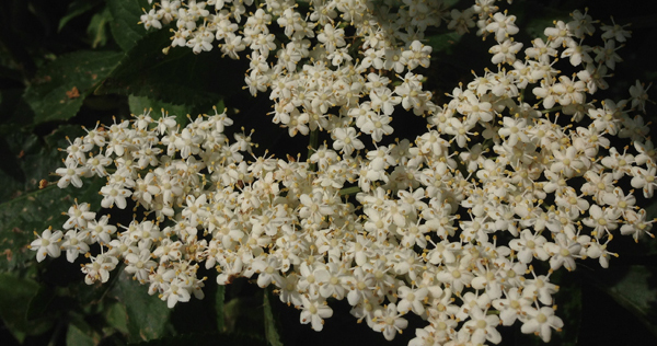 Making Elderflower Champagne