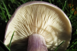 Gills