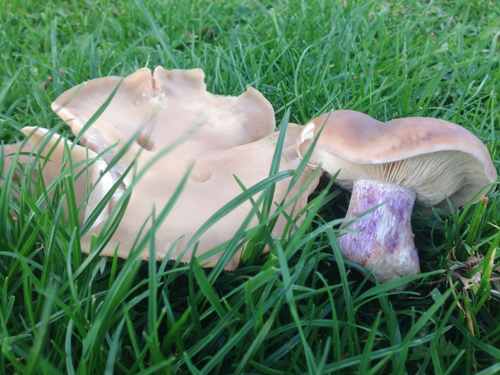 Field Blewit, Lepista saeva