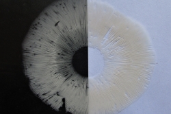 Spore Print